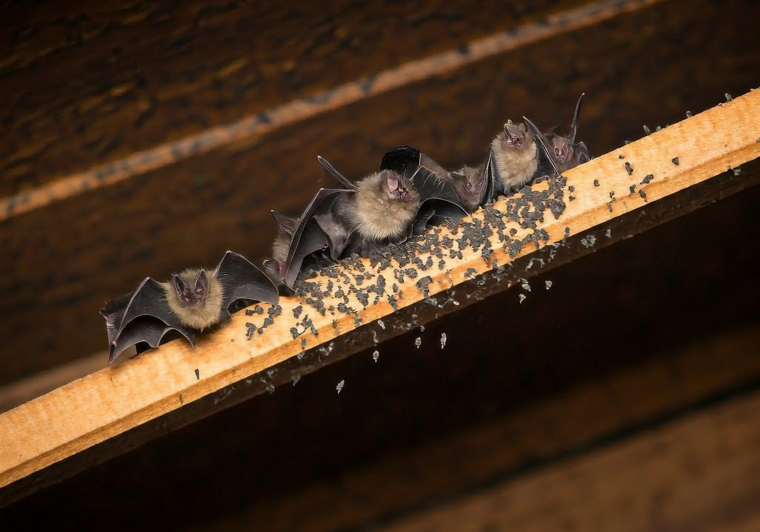 Bats roosting on rafters in Kenya